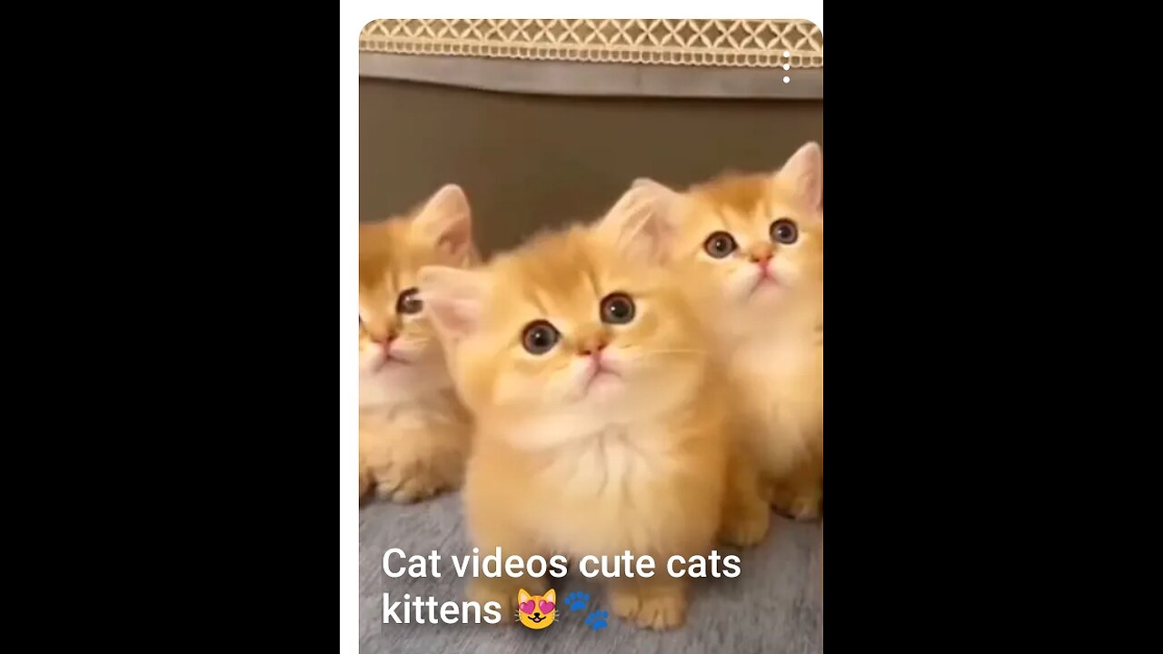 Cute cat