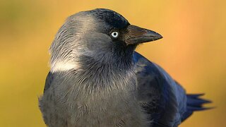 Close-up Video Portraits of Couple of Jackdaws