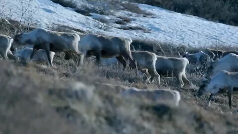 The Caribou Herd's Costal Journey for Survival | Nature's Great Migrations 
