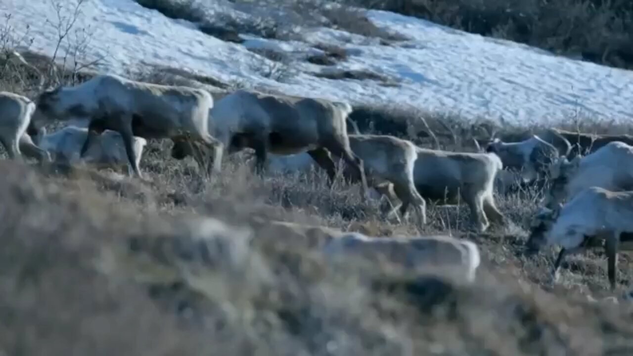 The Caribou Herd's Costal Journey for Survival | Nature's Great Migrations