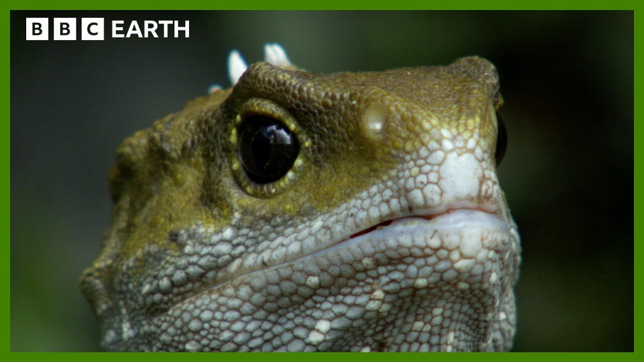 The Reptile Who Walked With Dinosaurs