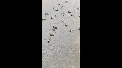 Mallard Ducks 🦆 #mallardducks #ducks #duck #rain #swimming #followme #viral #trending #shorts