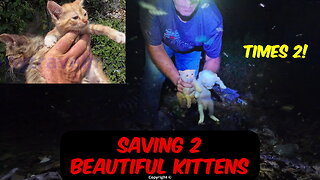 Late Night Kitten Rescue from a Snake-Infested Dump (Then 2 More Found Next Day!)