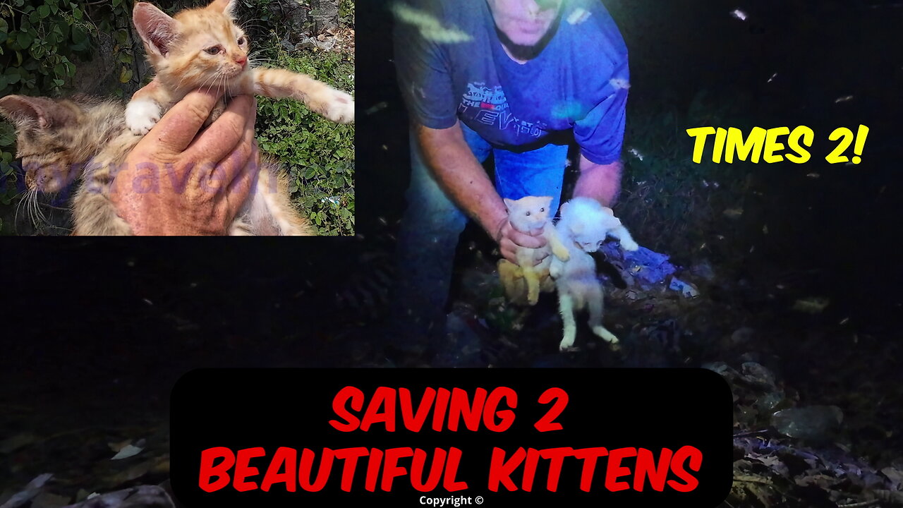 Late Night Kitten Rescue from a Snake-Infested Dump (Then 2 More Found Next Day!)