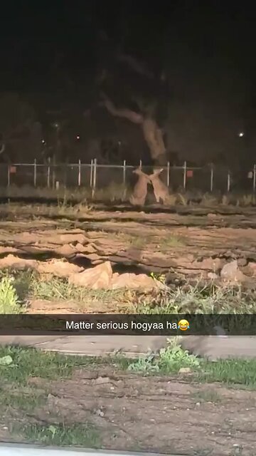 Kangaroos fight