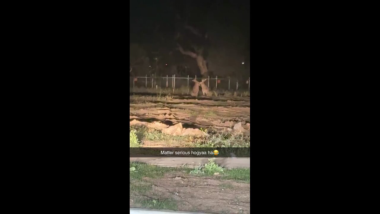 Kangaroos fight