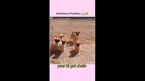 #yar ki gal chle #yar ki gal chle chora jamidara ka #funny dogs