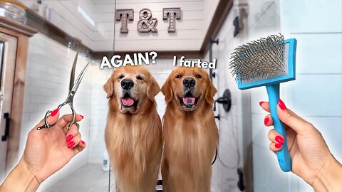 How I Groom Two Golden Retrievers ASMR.