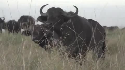 Big Black Buffalo