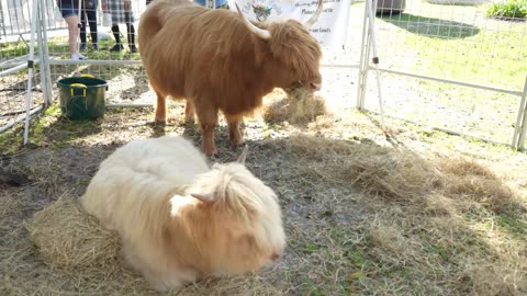 2025 Mount Dora Scottish Highland Festival Scottish Highland Cattle Cows HOW CUTE!