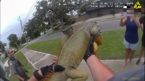 Video shows Florida officers "arresting" iguana for disturbing the peace
