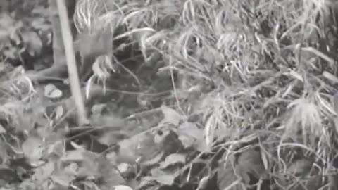 Ford Brazil Airplanes - Ford Brazil Airplanes - fc-fc-1950a-b