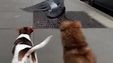 Billy and Sol’s Epic Journey: Funniest Dog Adventure Moments