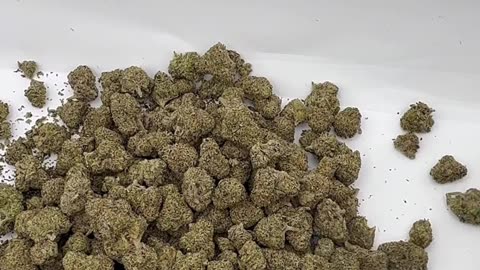 Big Berry Dank from THCA King! Mrs Dank Flamingo Review!!