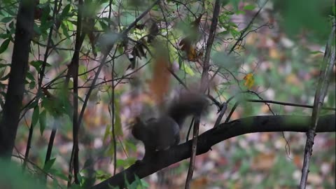 Squirrel sound effect | What sounds do Squirrels make?