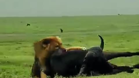 Escaping from lions is impossible ? #animals #lions #shorts