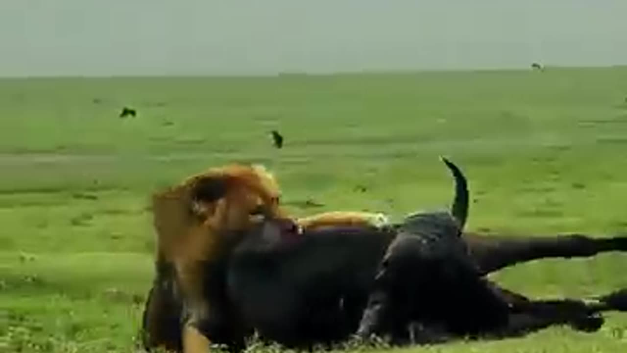 Escaping from lions is impossible ? #animals #lions #shorts