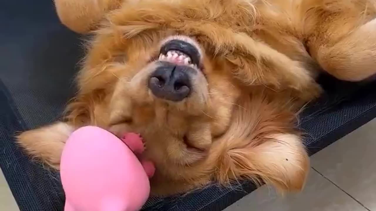 Someone is loving it...😴