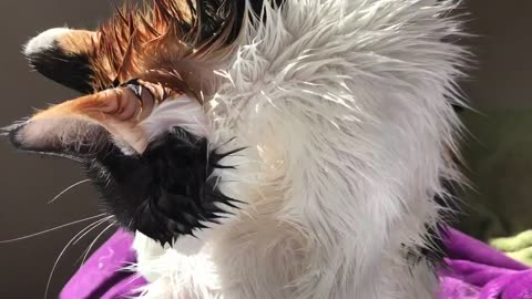 "I call her my porcupine after giving her a bath" - Young Cat Grooming After Adoption (Removed the Flea Dirt) (Cat: Millie)