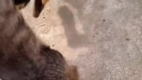 Animal jealousy