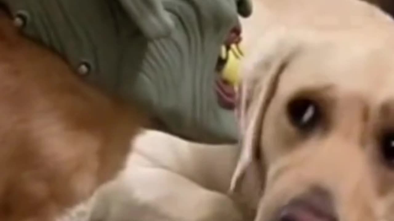 Dogs Funny jokes part 1