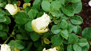 Picture-perfect roses start with the right care 🌹💡