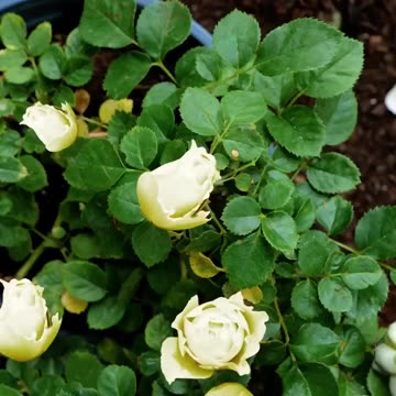 Picture-perfect roses start with the right care 🌹💡