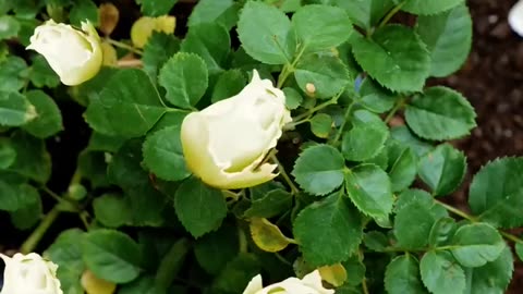 Picture-perfect roses start with the right care 🌹💡