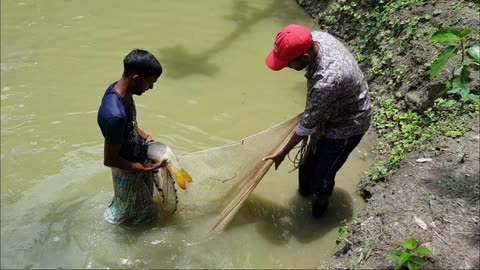 Minar carp fish catching by hand