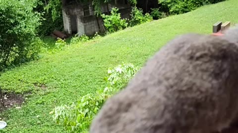 Mika The cute squirrel nuts eating show