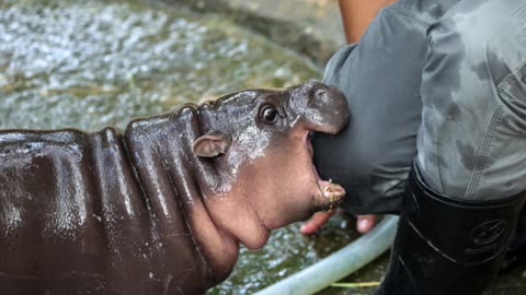 The People’s Pygmy Princess! How Moo Deng Captured the World’s Hearts