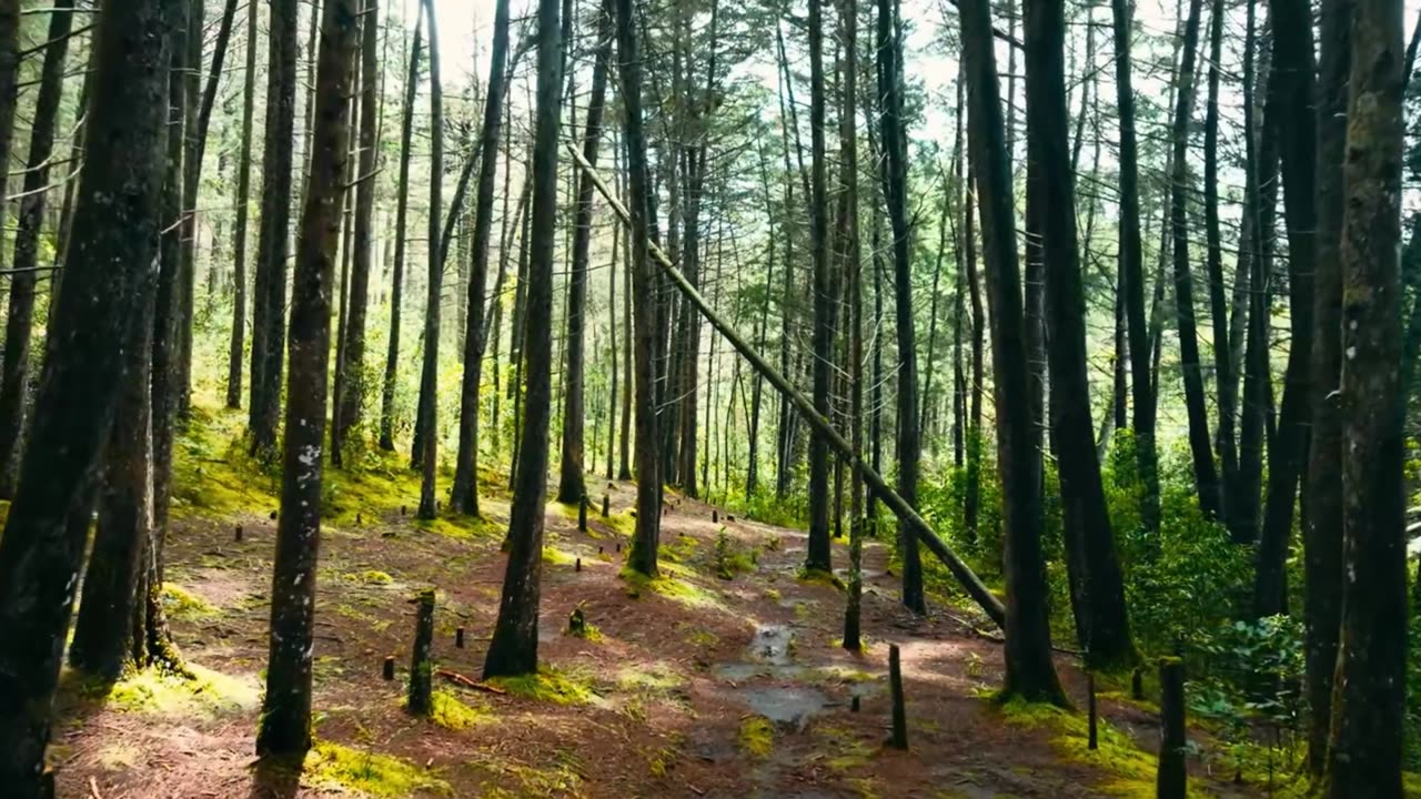 Sunlight Chill House Session