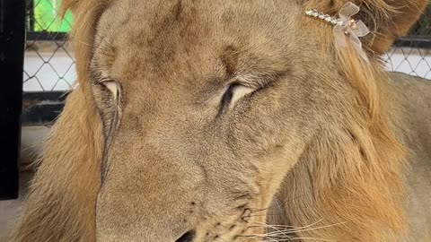 Handsome Lion's Pretty Hair Bow