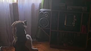 😂🐶 You Won't Believe This Animal Mix-Up! | FunFM