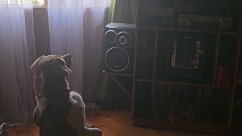 😂🐶 You Won't Believe This Animal Mix-Up! | FunFM