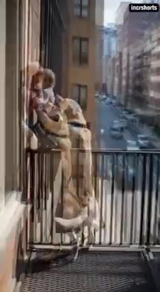 Hero Dog’s Life saving Act 🫠🥹