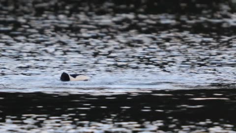 Common Mergansers-Diving