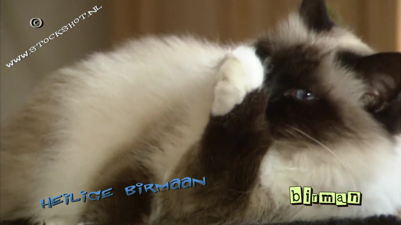 Heilige Birmaan, Birman, Birma-Katze