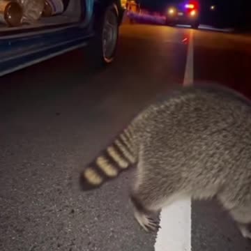 Raccoon (Енот) 🦝 | Cute and Clever Animal Moments