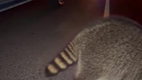 Raccoon (Енот) 🦝 | Cute and Clever Animal Moments