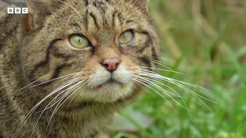 Should lynx be re-introduced to Britain in future?