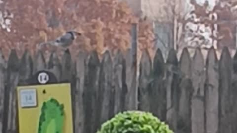 Blue jay