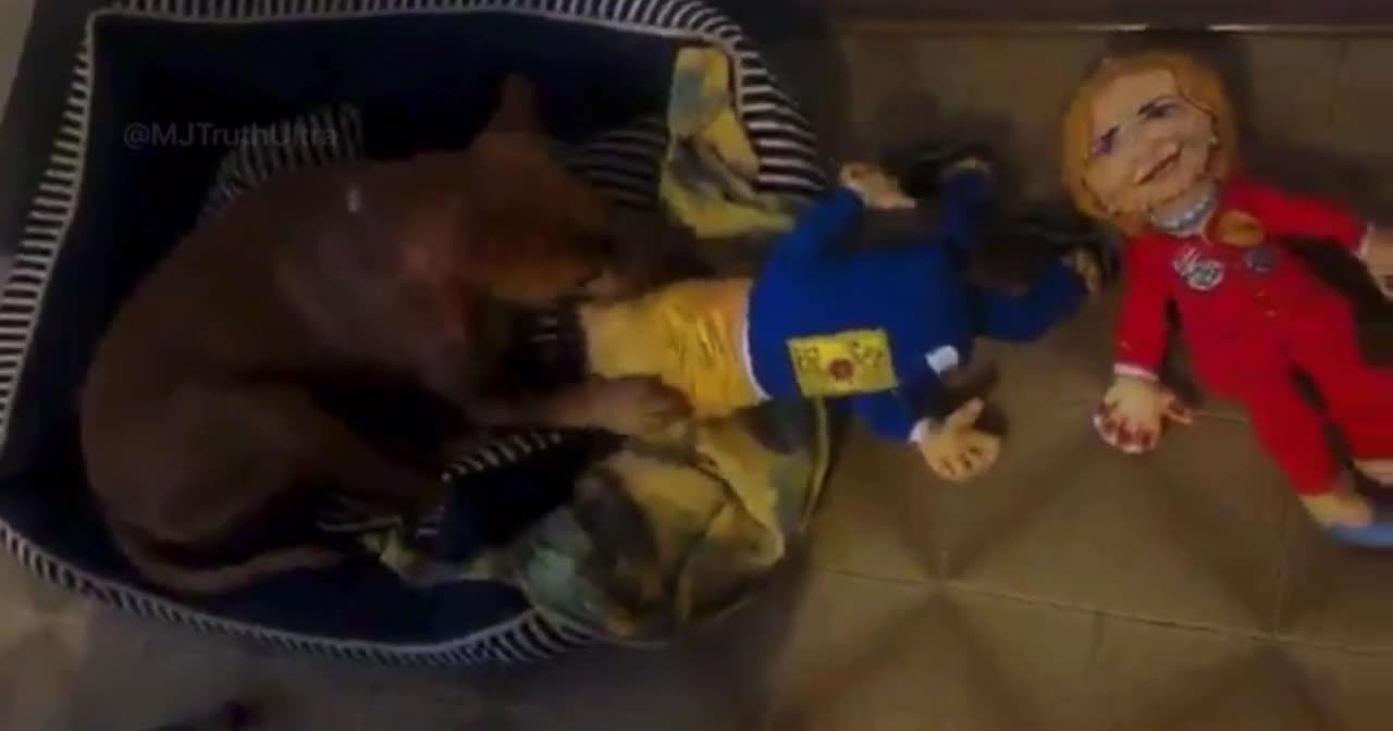 Epstein Files video of Dog named Charlie with Trump and Clinton towys