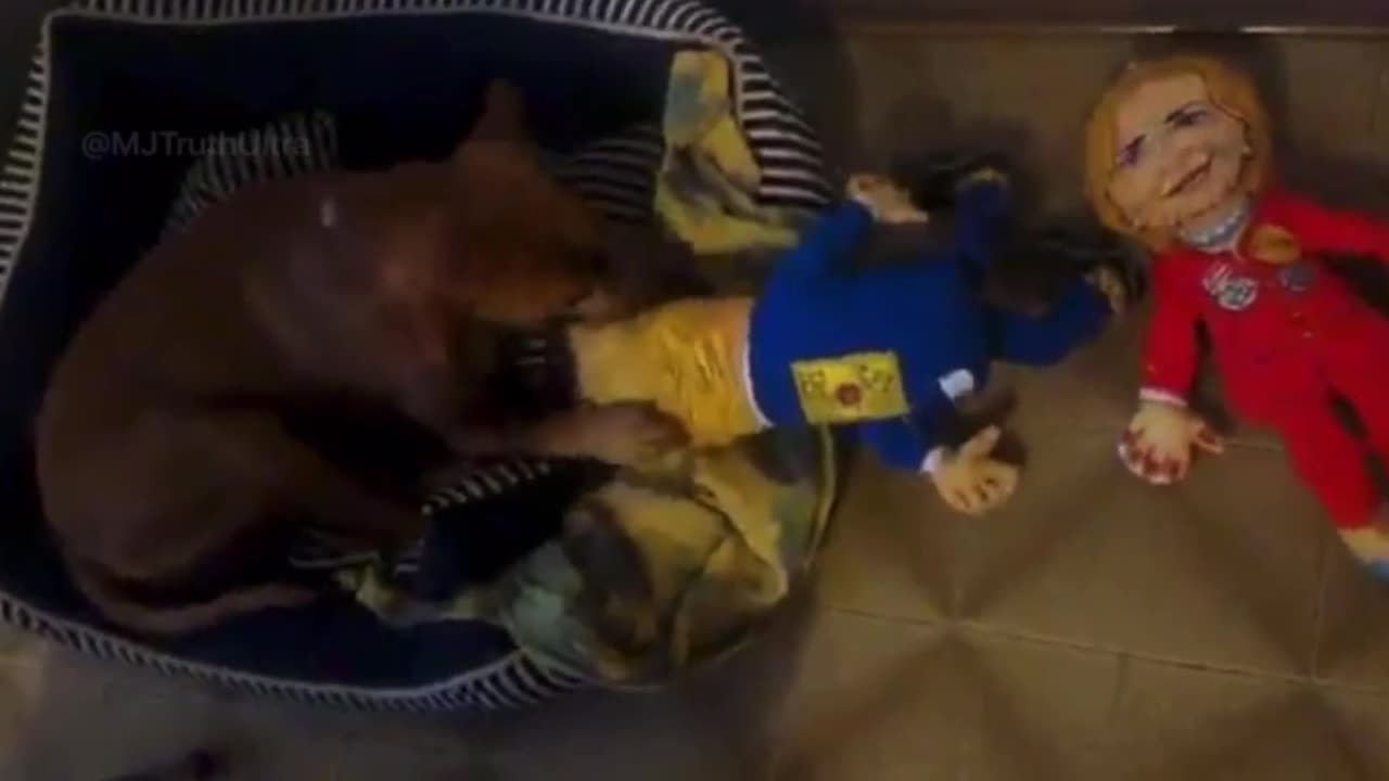 Epstein Files video of Dog named Charlie with Trump and Clinton towys