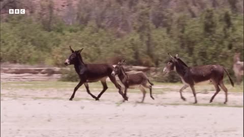 1 Hour of the Greatest Fights in the Animal Kingdom BBC Earth