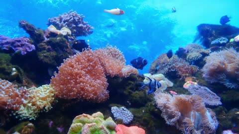 Beautiful fish accompanied by beautiful music