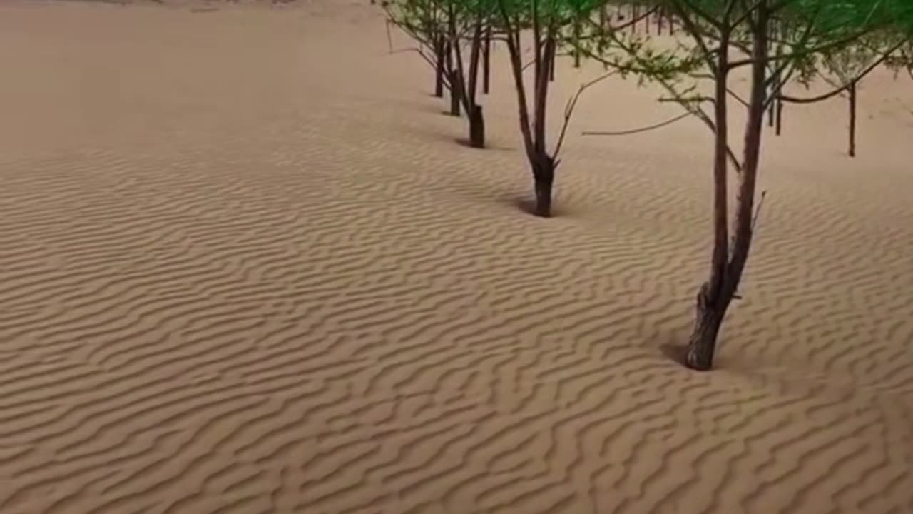 The desert becomes an oasis! I can't believe it