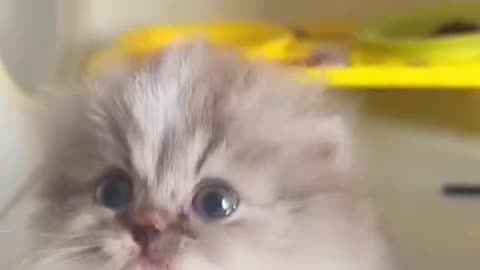 Its first big hunt 🥰😂