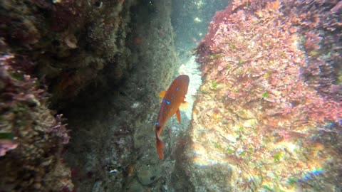 CLOSE UP FISH VIEWS Underwater La Jolla Views Orange #Garibaldi #fish #underwater San Diego