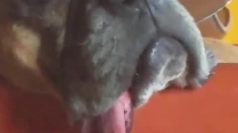 How Many Own A Jeff?